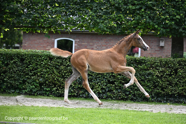 Photo © paardenfotograaf.be