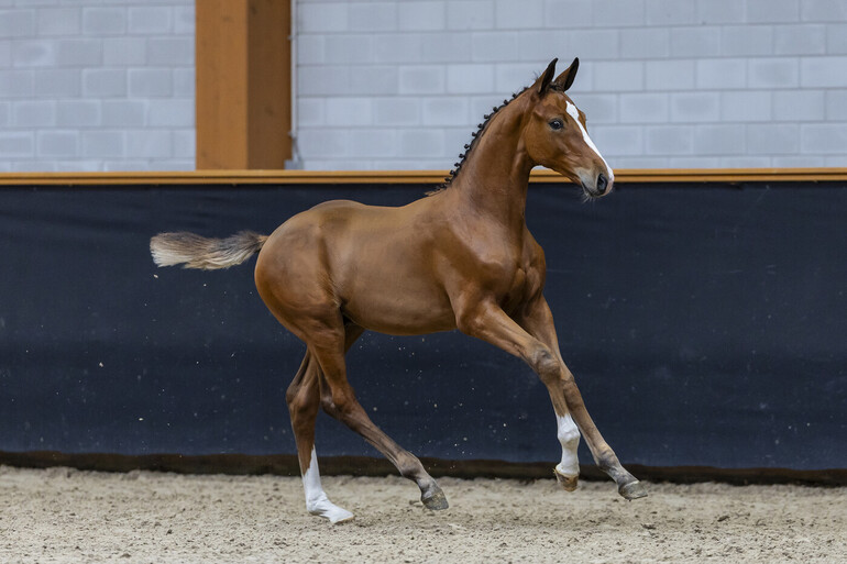 Quick Step van de Naegtegaal Z