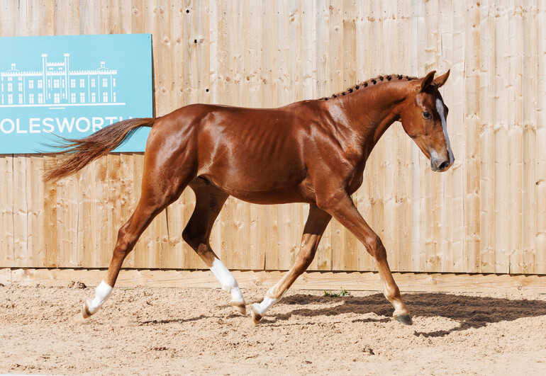 Twistern PG