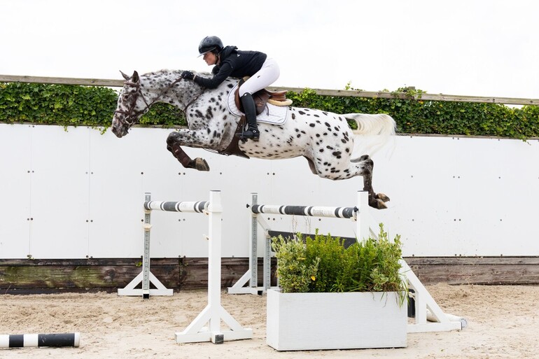 The 5.5-year-old mare Ghandia (Blumberg’s Sir Wittekind) is a real eyecatcher in everything.