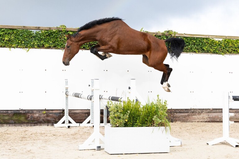 The 4.5-year-old Roxette VE (Jacquet-Go x Al Capone) is a beautiful mare who shows a lot of quality.