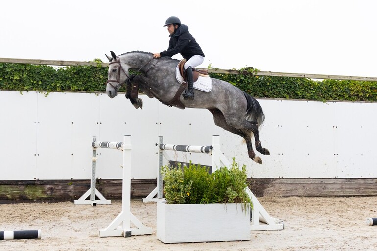 The 4.5-year-old Chicago (Carthago Blue x Vaillant) is careful and very pleasant to ride.