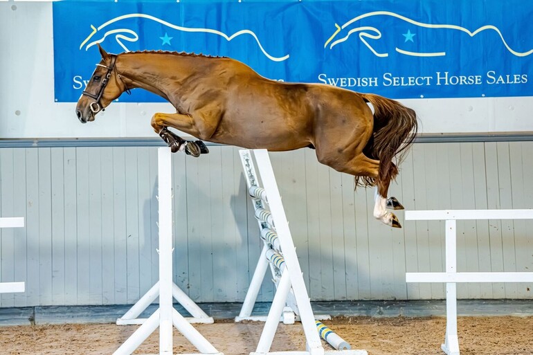 Swedish Select Horse Sales