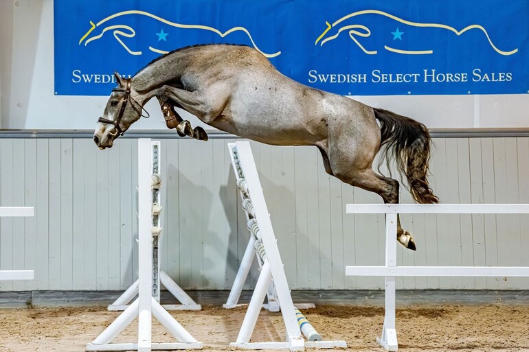 Swedish Select Horse Sales
