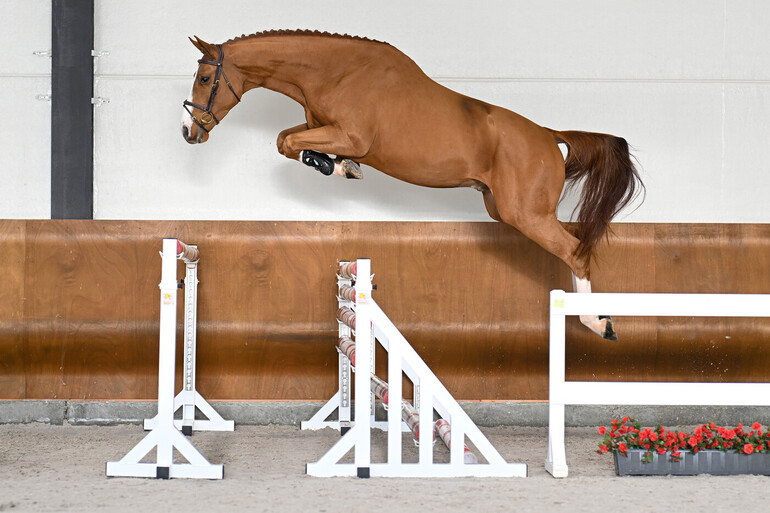 Christmas Free Jumping Sale