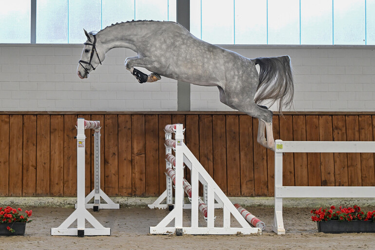 Christmas Free Jumping Sale