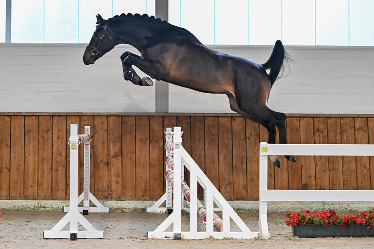 Christmas Free Jumping Sale