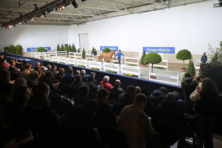 Zangersheide Stallion Auction 2026