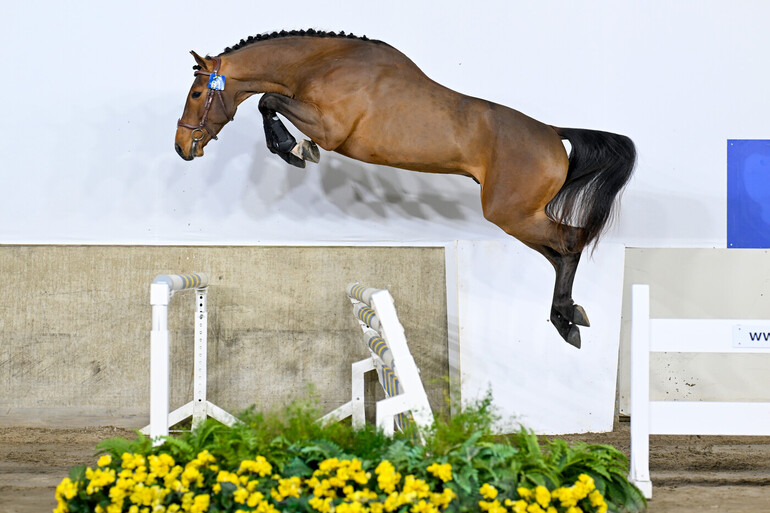 Zangersheide Stallion Auction 2026