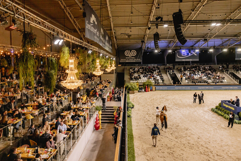The 2026 Zangersheide Stallion Auction