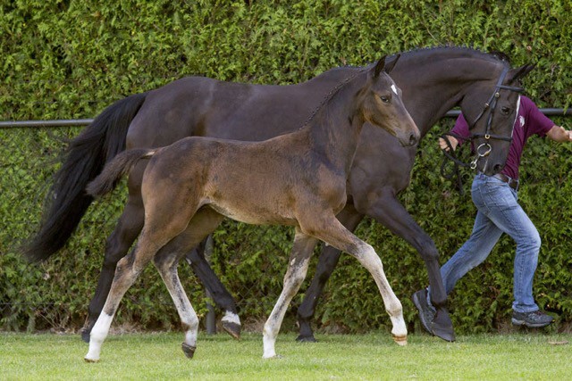 Klacid of Cicero by Cicero van Paemel Z x Indoctro, bred by J.H. Vrenken and A.M.G. Stroeken was the top seller at the Limburg Foal Auction.