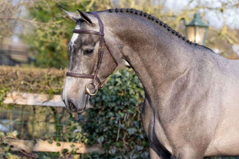Chesney - Checkter x Santander H