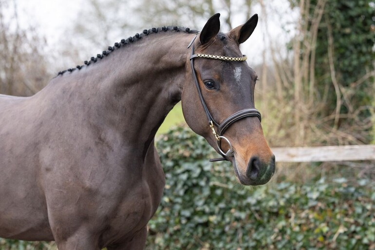 Upsy Daisy HV Z - Uricas vd Kattevennen x Zapatero VDL
