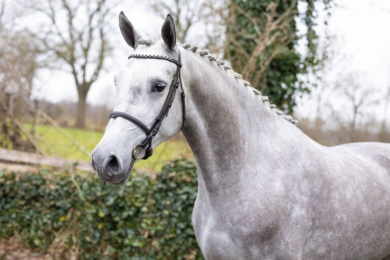 Shakiki DH - Newton SB x Emir R