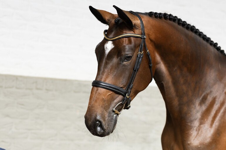 Robbedoes EB - Defender VDS Z x Lucky Boy