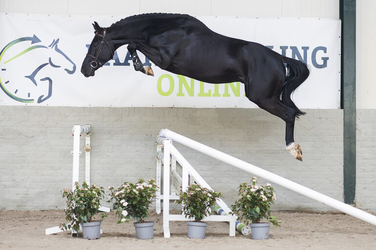 Paardenveilingonline
