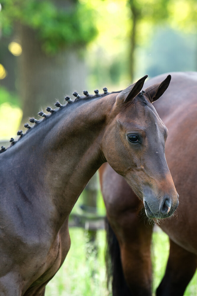From Olympic stallions to Grand Prix bloodlines