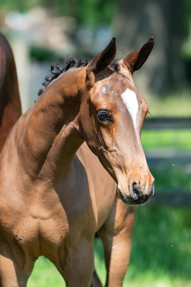 Diadoxa SV - Diablue x Chacco-Blue