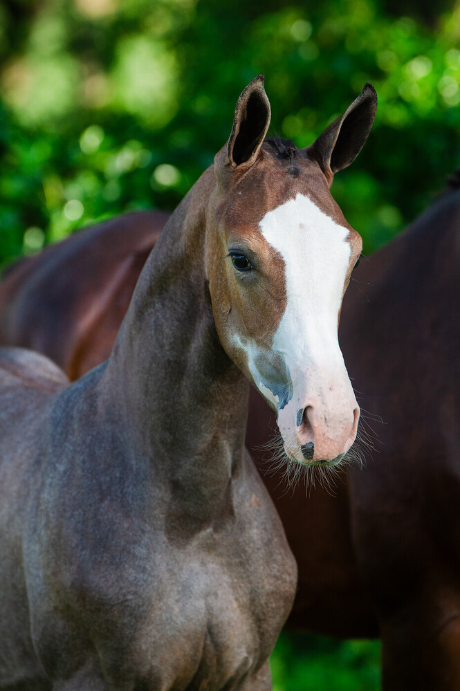 Wolestus - Colestus x Bamako de Muze