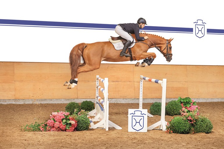 Cointreau – 6-year-old gelding by Corrado I – Caletto I