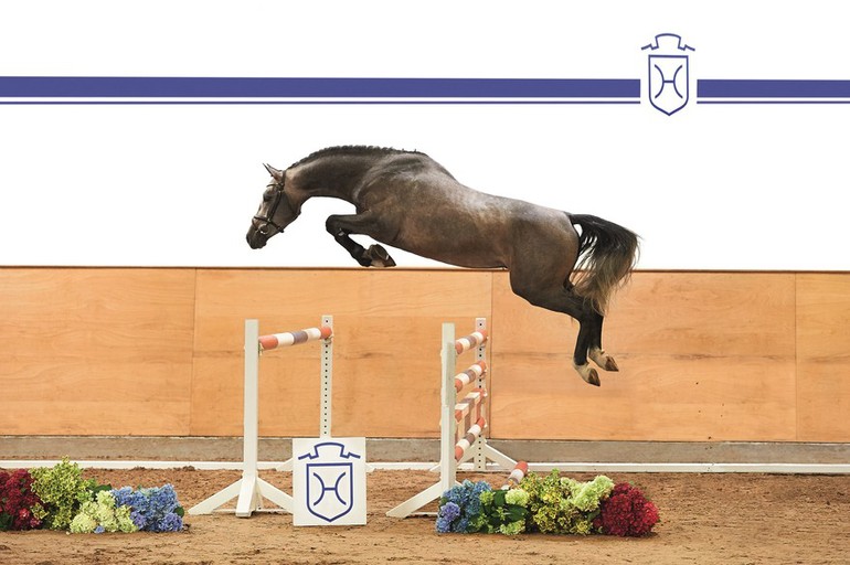 Consoto –4-year-old stallion by Cancara – Larno