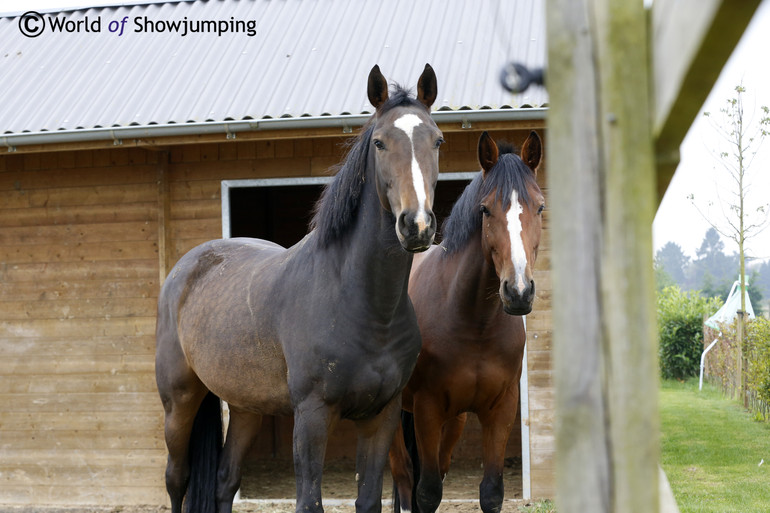 Happy horses