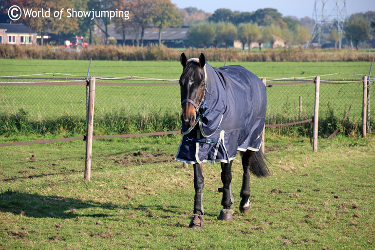 Spirit T enjoying the fields. Photo (c) World of Showjumping.