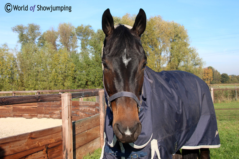 Spirit T in the field at home in Mierlo. Photo (c) World of Showjumping.