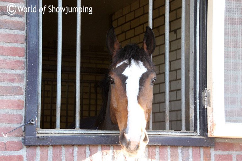 Jonker enjoying the view. Photo (c) World of Showjumping.