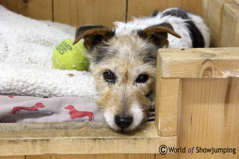 Jessica's super cute dog Pelham. Photo (c) World of Showjumping.