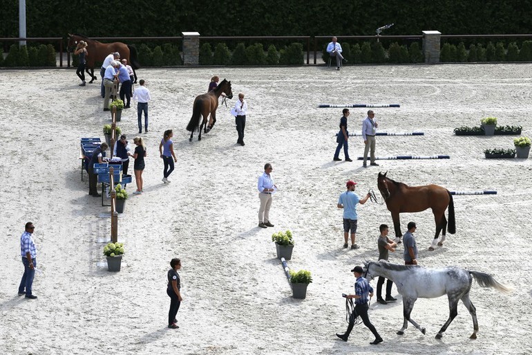 “Our organization is at the forefront of horse welfare," states the Global Champions League. Photo (c) Stefano Grasso/LGCT.