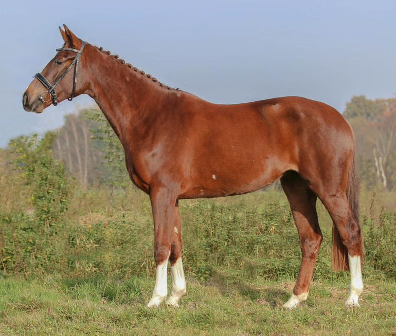 Kilara BE-ST Z is a 3yo mare by Kannan – Pythagoras Z – Futuro.