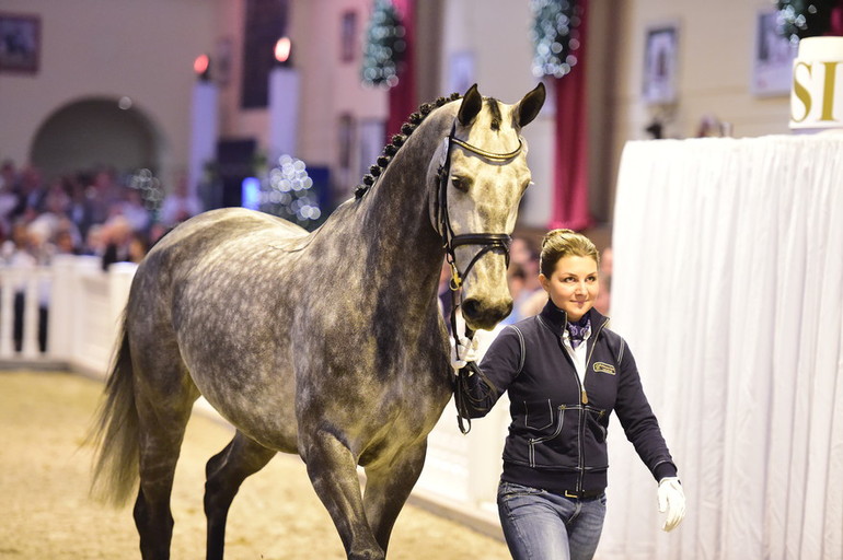 This daughter by Stakkatol x Chacco-Blue sold for 1.7 million Euro at the P.S.I. Auction. Photo (c) Mark Gr. Feldhaus.