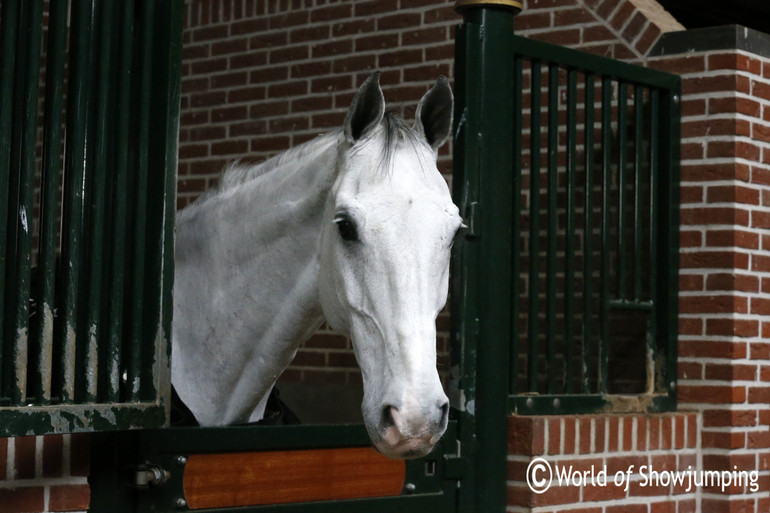 GLOCK's Cognac Champblanc seem to love to be in the spotlight. 