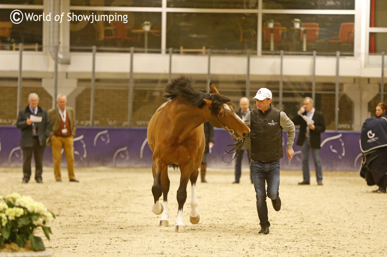 Several stallions acted like the stallions they are, and All Star was one of them - trying to eat a bit on Denis while trotting up.