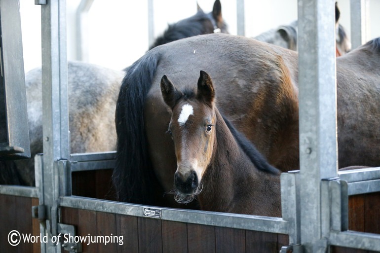 The breeding season has started at the VDL Stud.