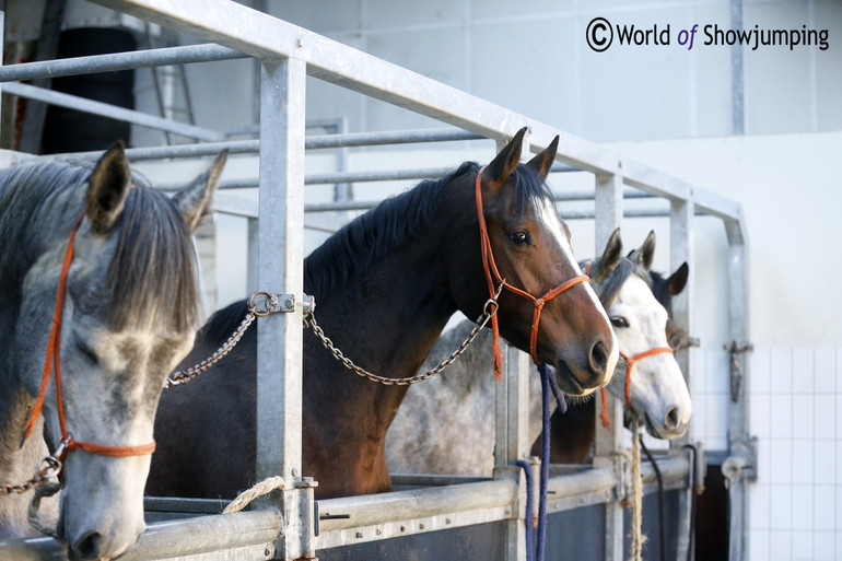 The mares waiting in line to get examined and inseminated.