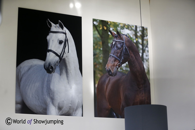 Beautiful photos and paintings of the stallions decorate everywhere.