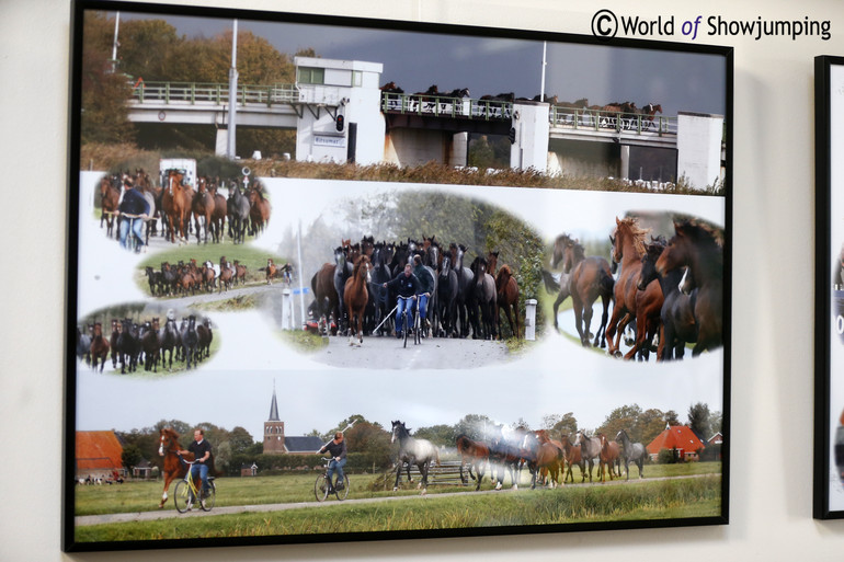 This is how it looks when the young stallions are brought out to the fields for the summer.