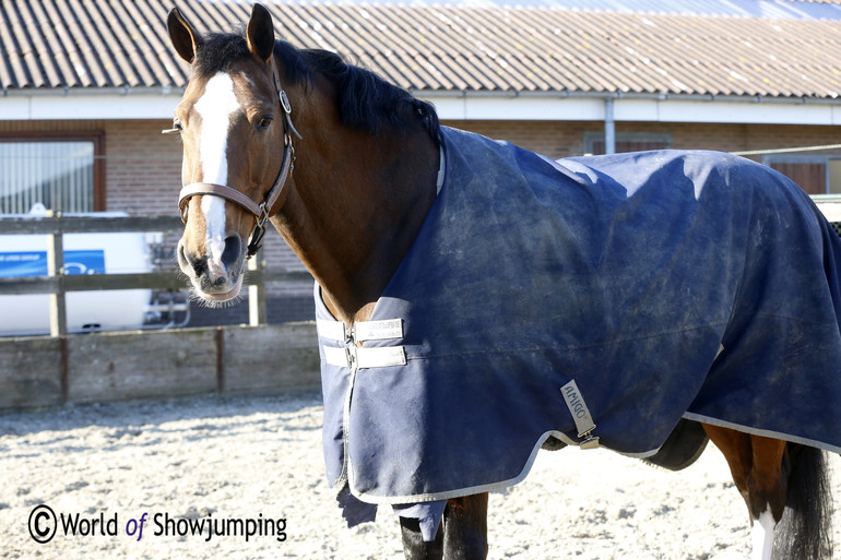 The 23-year-old father of Hello Sanctos - Quasimodo van de Molendreef - enjoys some paddock time