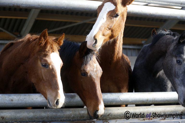 The horses are stabled in groups during the winter, and from April to October they are out in the fields.