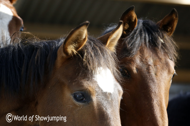 The horses are stabled in groups during the winter, and from April to October they are out in the fields.