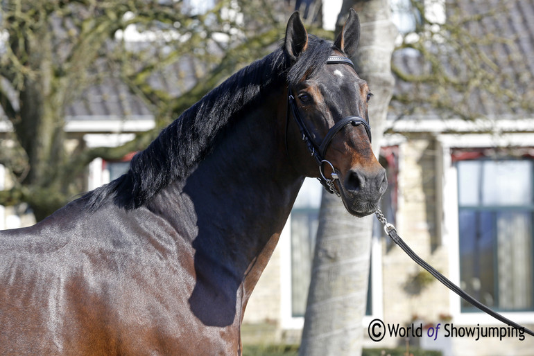 The fantastic championship horse VDL Bubalu, that was competed by Jur Vrieling. 