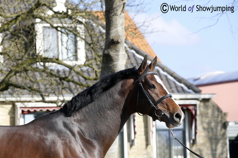 The five-year-old Grand Slam VDL (Cardento x Heartbreaker x Mr. Blue x Nimmerdor) got the all-time top score at the KWPN Stallion test  of 90 points . 