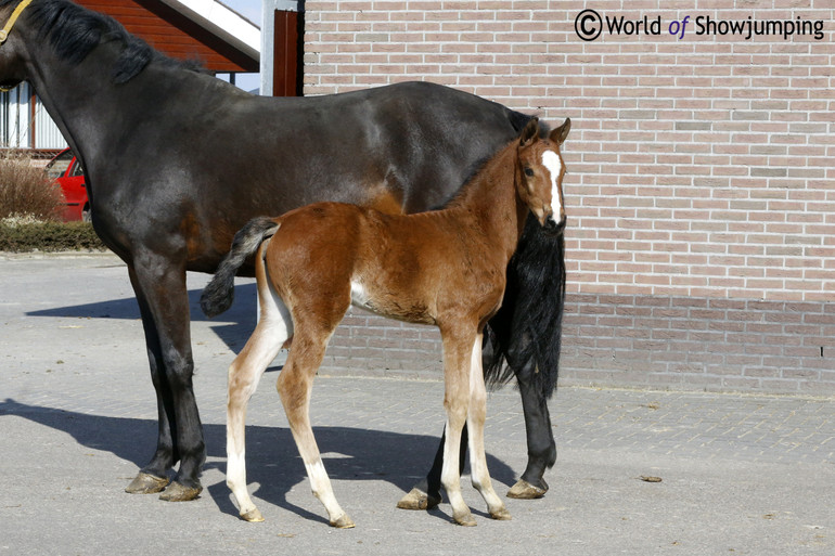 This foal is by Global Express out of a mare by Arezzo VDL x Harley. 