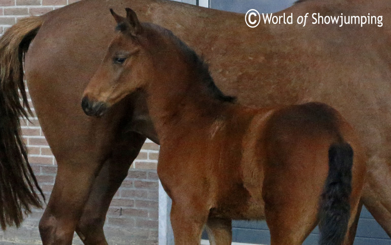 A foal born on February the 16th by Dallas VDL out of Gyacinthe (Indoctro x Corland).