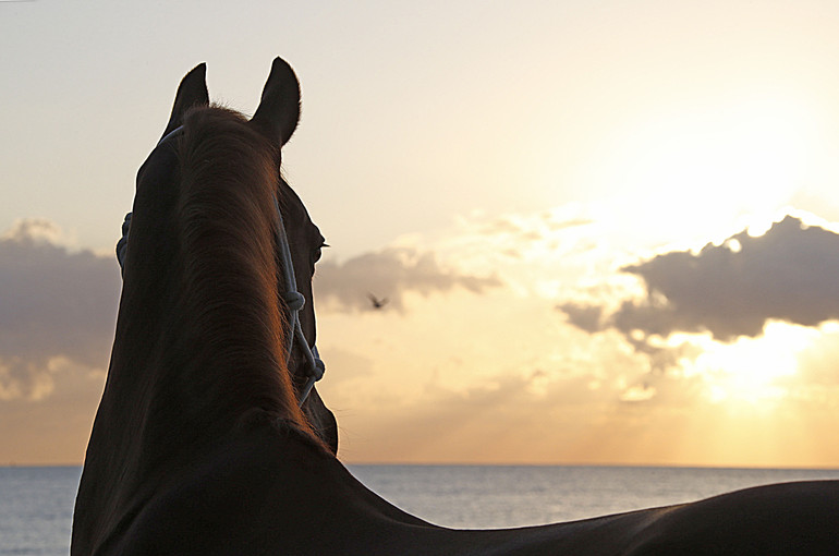 © Stefano Grasso/LGCT all rights reserved