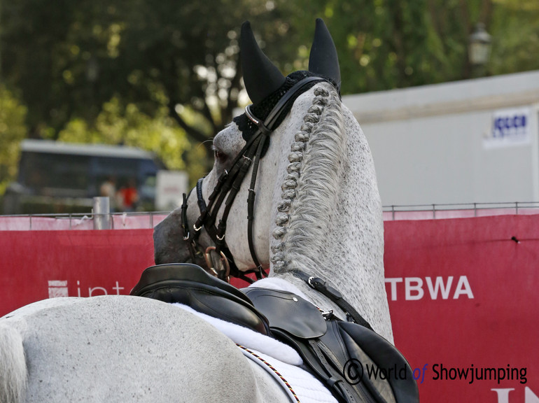 Marcus Ehning's Cornado NRW looking stunning at the boot check. 