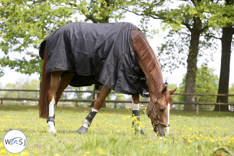 Quister enjoying the field. Photo (c) Jenny Abrahamsson.