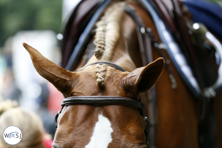 Relaxing mode for Michael Greeve's Eurohill's Africa. 